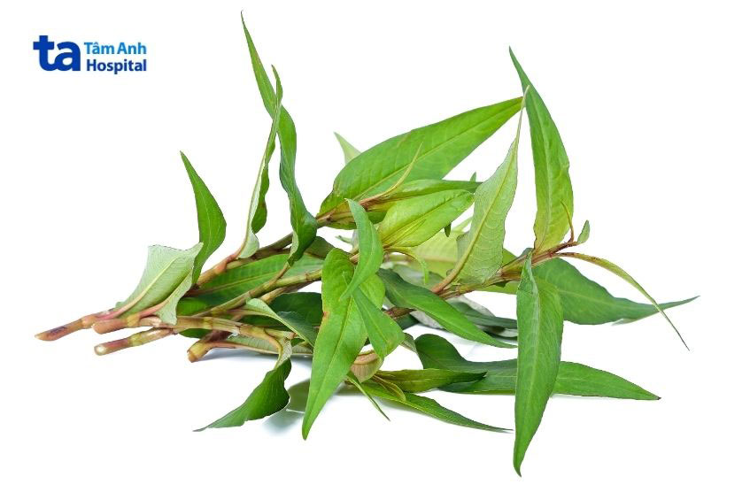 rau răm gây mất sữa