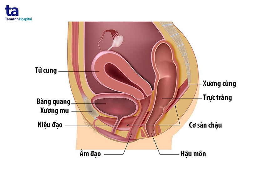 kegel infographci