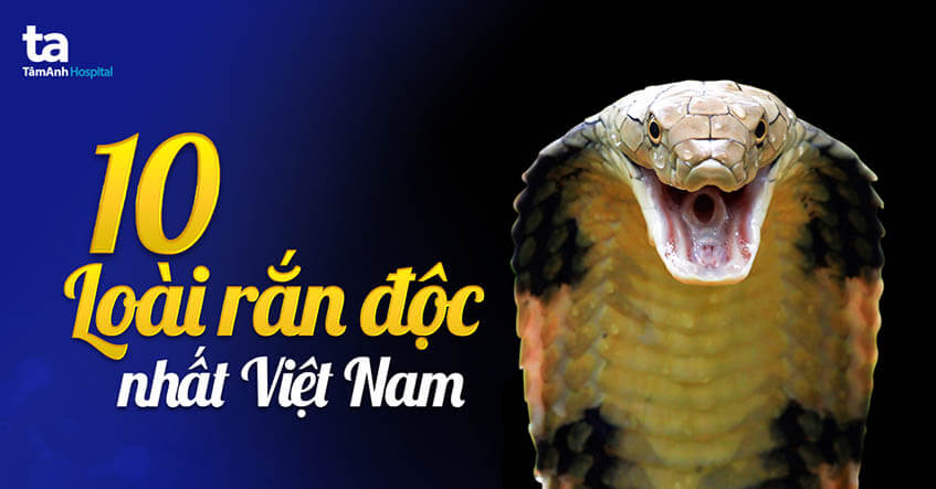  10 loài rắn độc nhất Việt Nam và cách nhận biết chúng