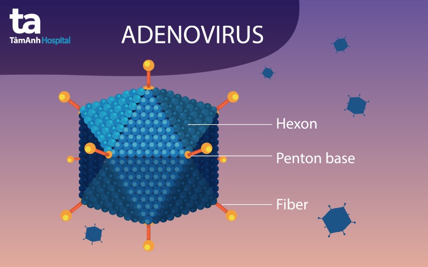 cấu trúc adenovirus