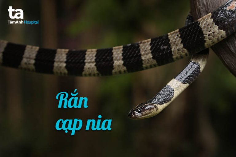 10 loài rắn độc nhất Việt Nam và cách nhận biết chúng