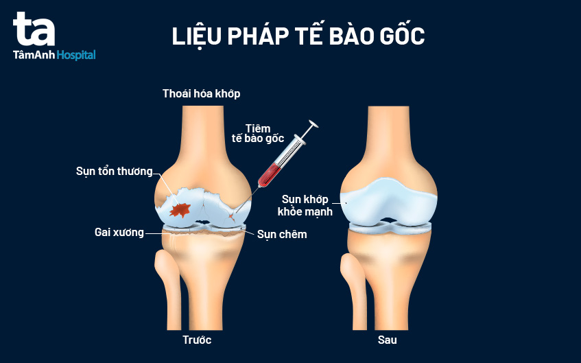 nguyên lý hoạt động của tế bào gốc