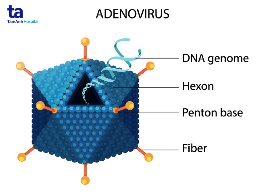 Mô phỏng cấu trúc Adenovirus