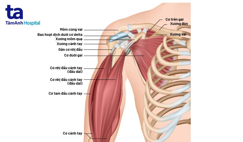 cấu tạo gân cơ trên gai