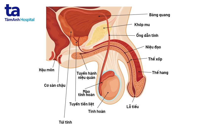 hội chứng fournier là gì