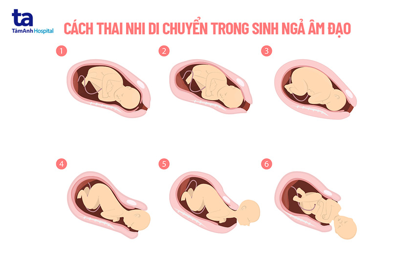 sinh ngã âm đạo