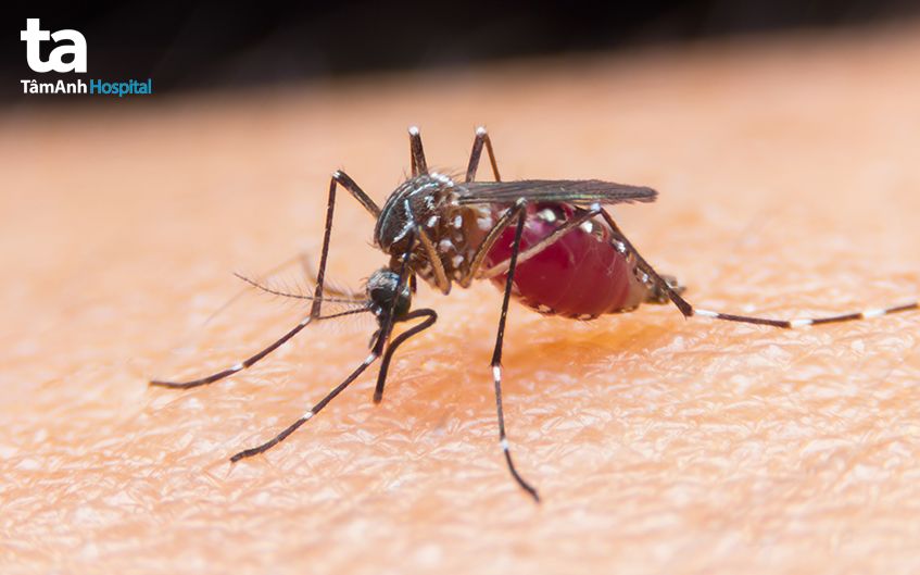 sốt xuất huyết lây truyền qua vết đốt của muỗi vằn