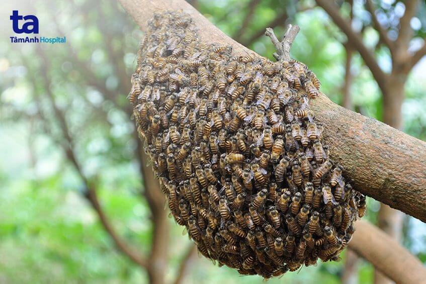 Chuyên trang Hỏi đáp khoa học kỹ thuật  Làm gì khi bị ong vò vẽ đốt