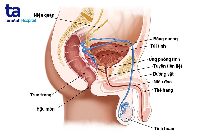 tổng quan về ung thư dương vật