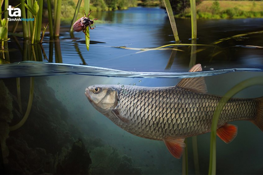 yếu tố nguy cơ tăng khả năng mắc bệnh