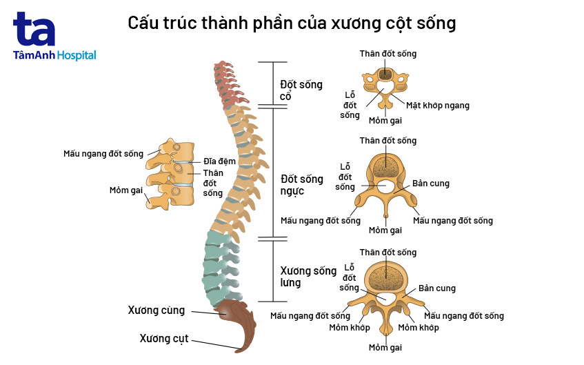 cấu tạo của xương sống