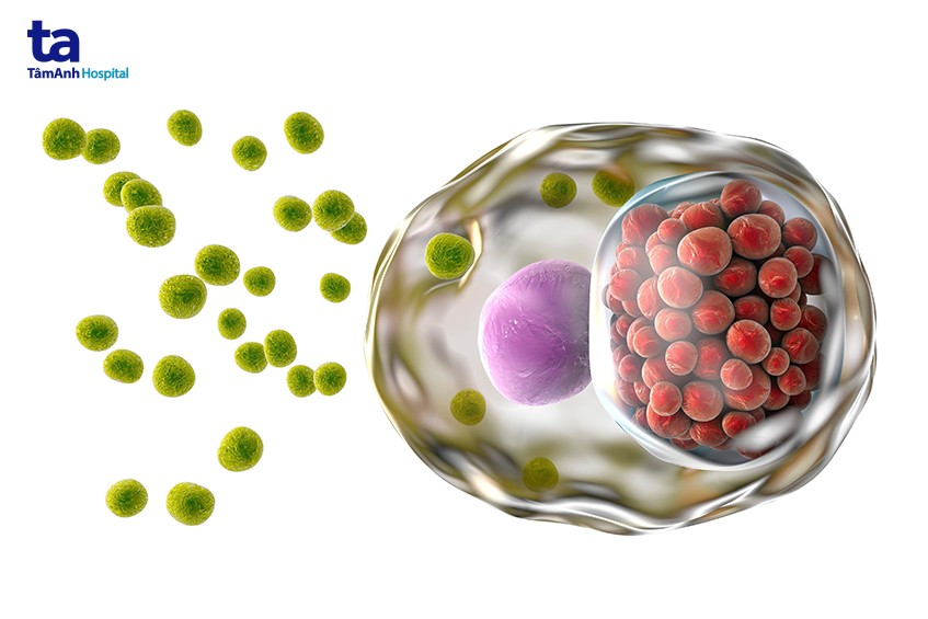 Vi khuẩn Chlamydia Trachomatis
