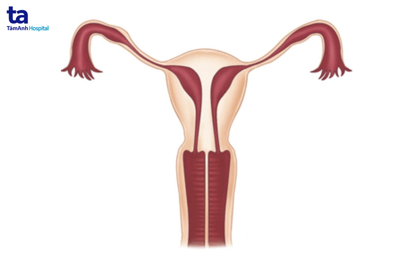 hình minh họa 2 bộ phận sinh dục