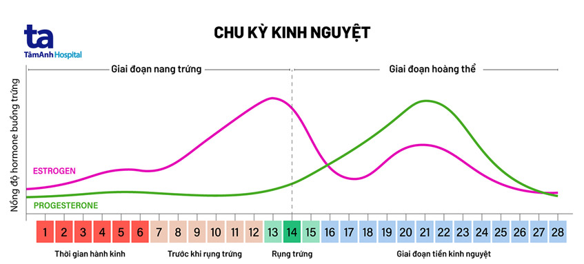 chu kỳ kinh của người phụ nữ