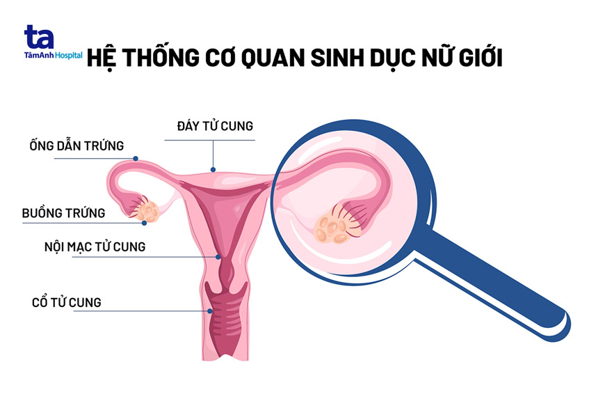 hệ thống cơ quan sinh dục nữ