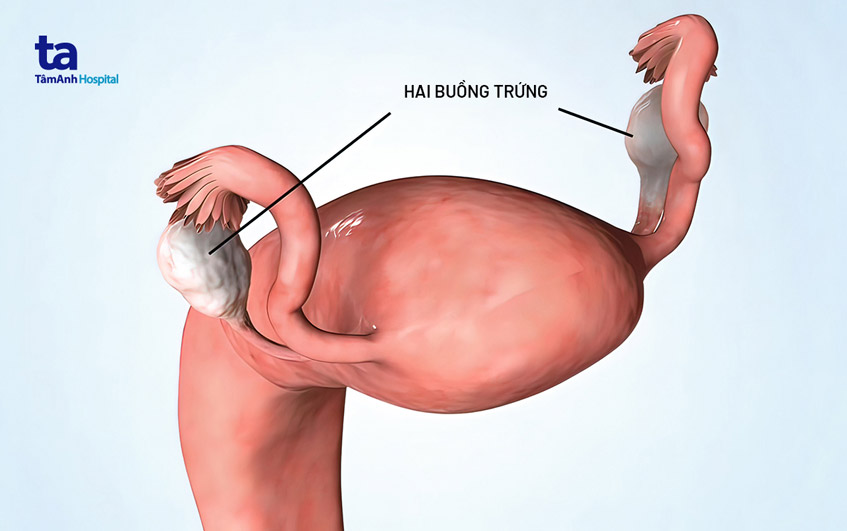 vị trí hai buồng trứng