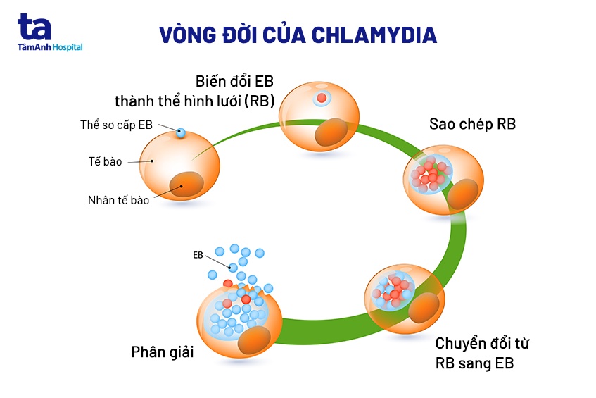 vòng đời chlamydia trachomatis