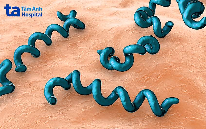 Xoắn khuẩn treponema pallidum là nguyên nhân gây bệnh giang mai