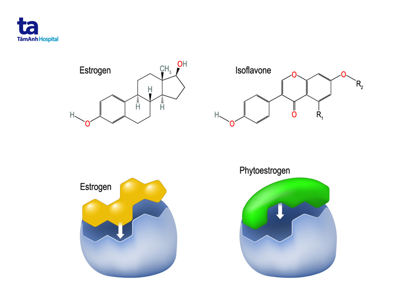 bổ sung phytoestrogen