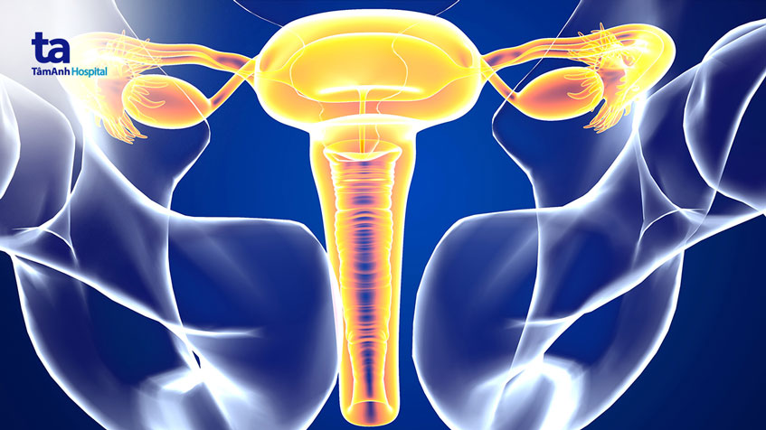 cấu tạo và chức năng của ống dẫn trứng