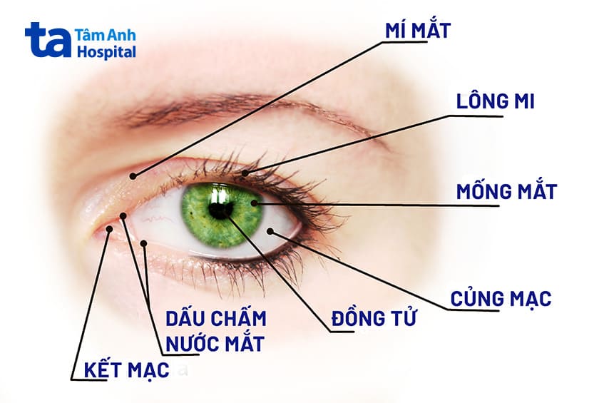 Nguyên nhân viễn thị ở mắt