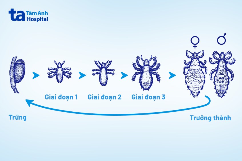 ảnh giai đoạn rận mu