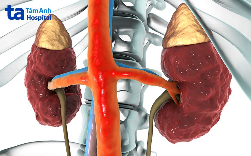 chức năng vai trò của niệu quản