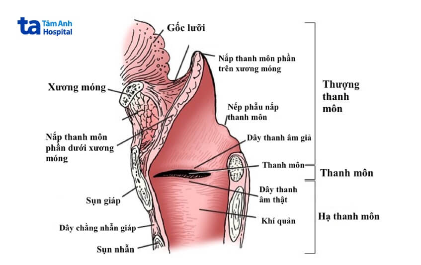 hình ảnh giải phẫu ung thư thanh quản