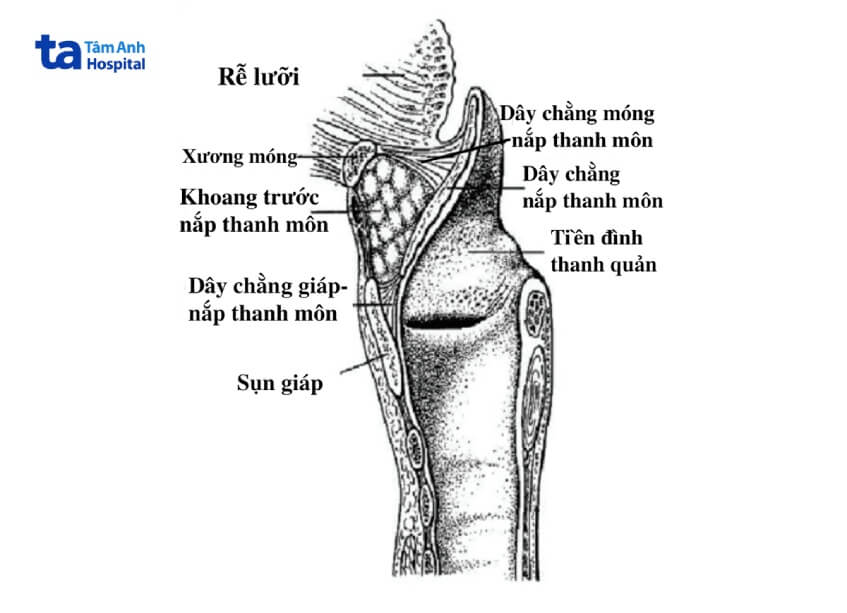 hình minh họa giải phẫu thanh quản
