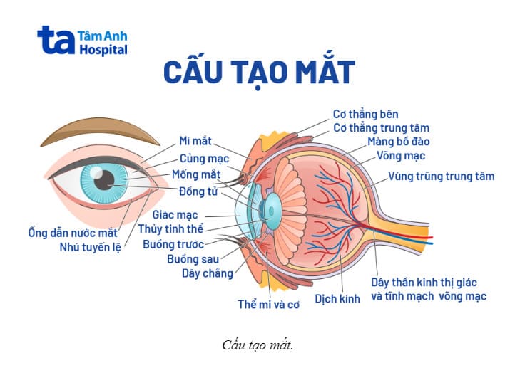 cấu tạo mắt