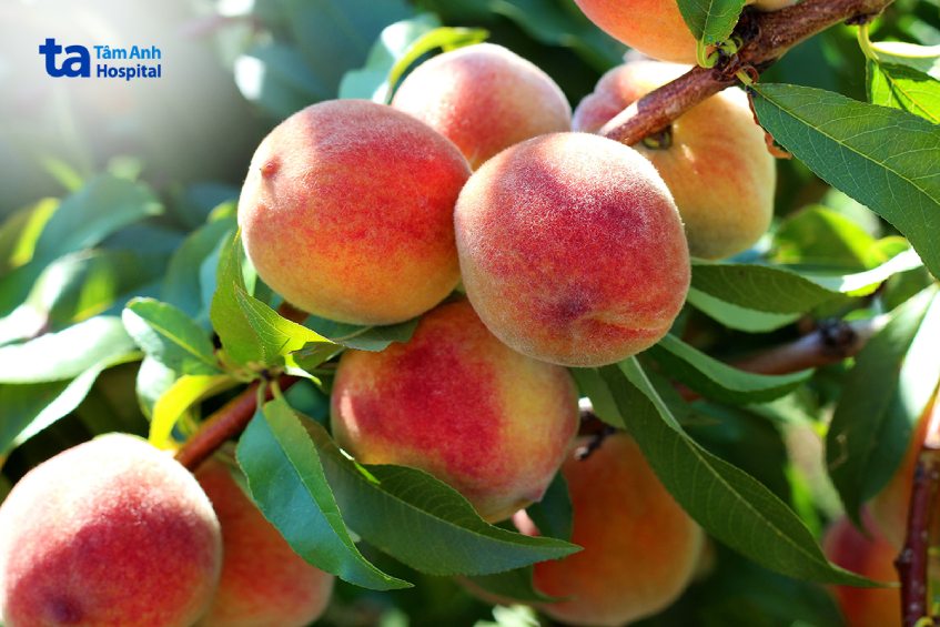 Đào là nguồn bổ sung estrogen rất tốt cho phụ nữ