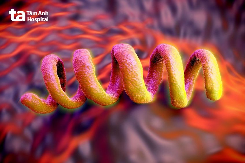 Vi khuẩn Treponema pallidum gây bệnh