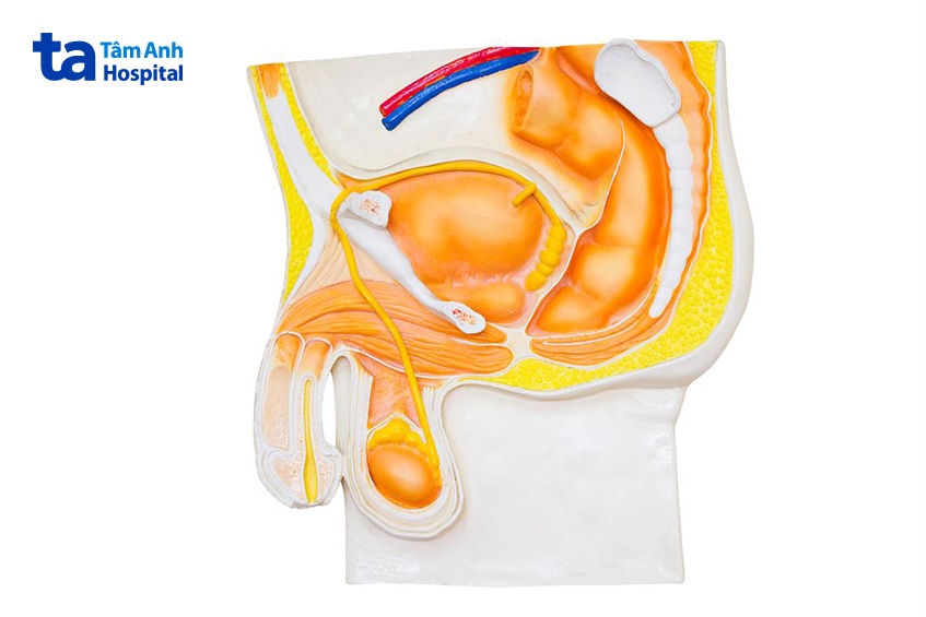 xuất tinh ngược dòng không gây nguy hiểm