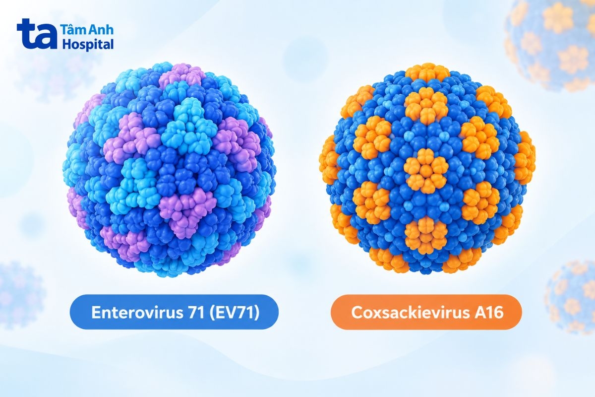 mô phỏng virus enterovirus 71 (ev71) và coxsackievirus a16