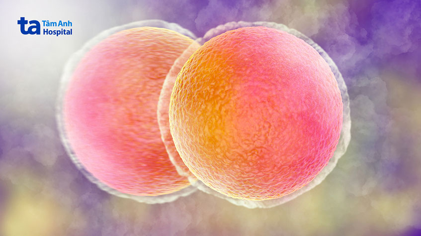 noãn sau khi được chọc hút