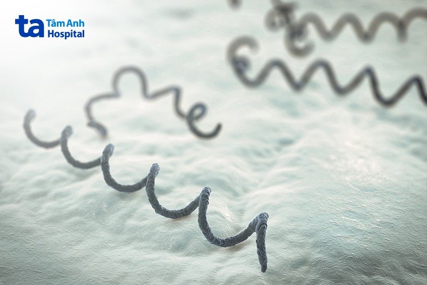 Xoắn khuẩn Treponema pallidum gây bệnh giang mai