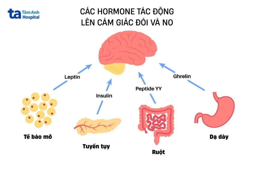 hormone tác động cảm giác đói và no