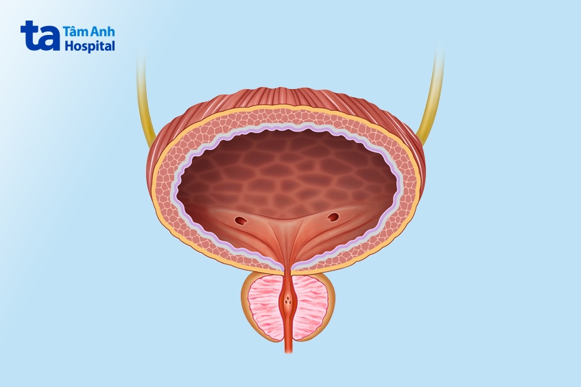 bàng quang có công năng gì