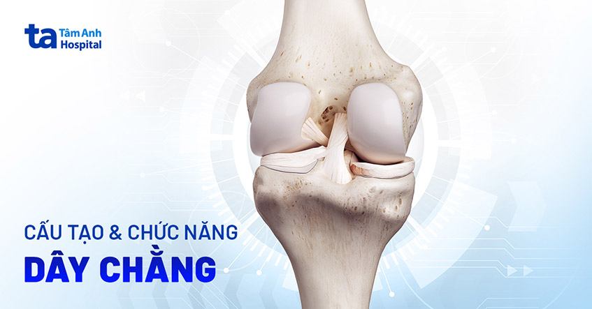 Dây chằng là gì? Cấu tạo, vị trí, chức năng và phân loại