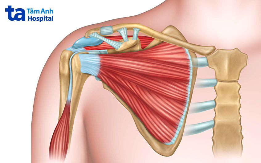 dây chằng ở khớp vai
