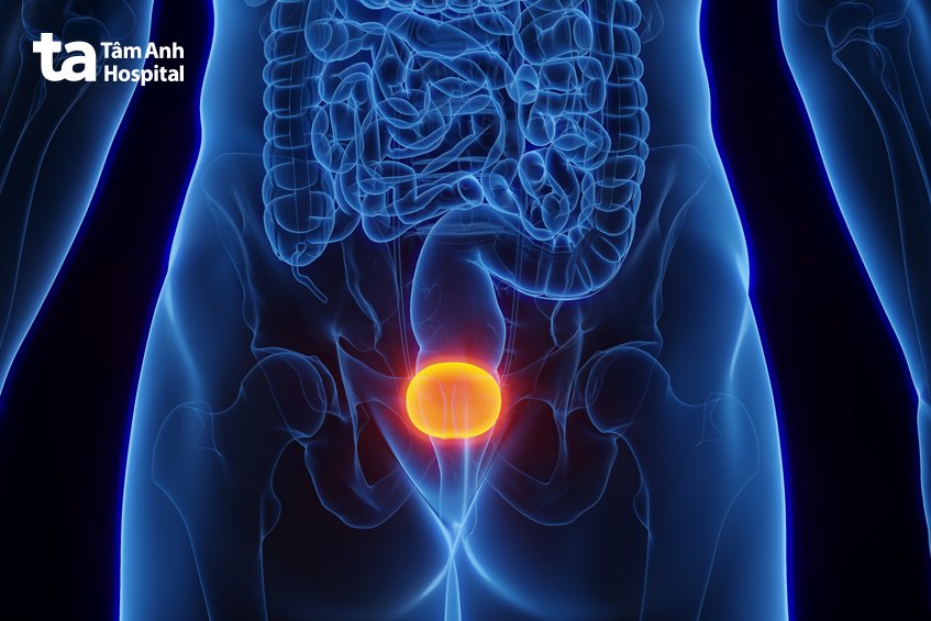 vị trí của bàng quang