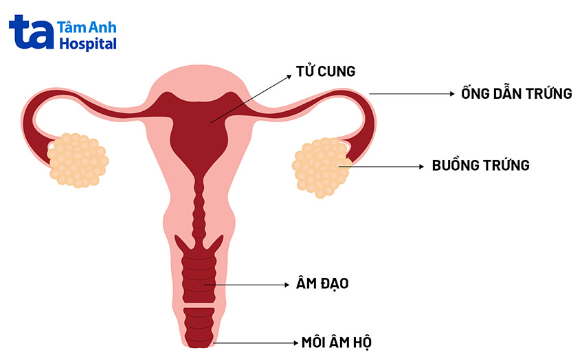bất thường sinh dục nữ bẩm sinh