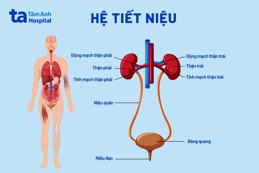 cấu tạo hệ tiết niệu mô phỏng