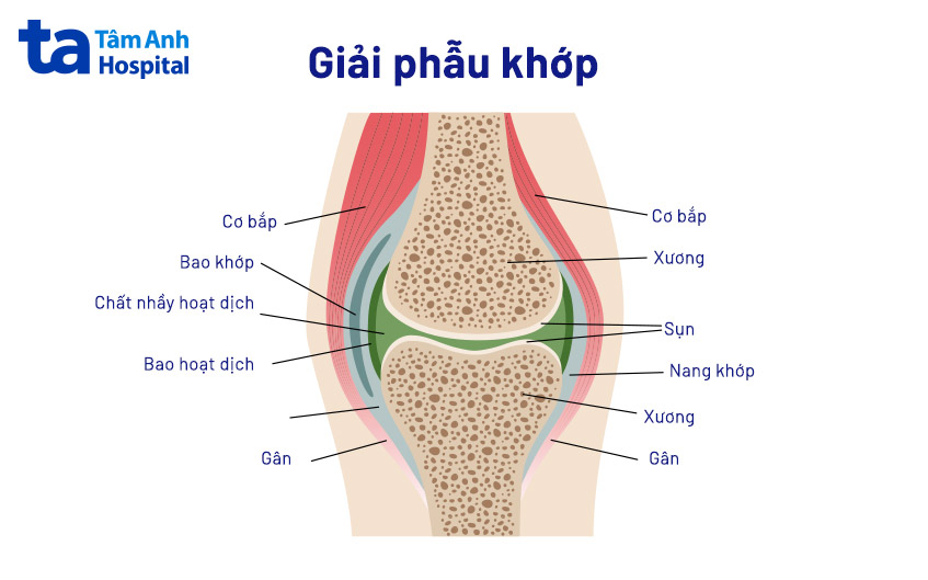 cấu tạo màng hoạt dịch