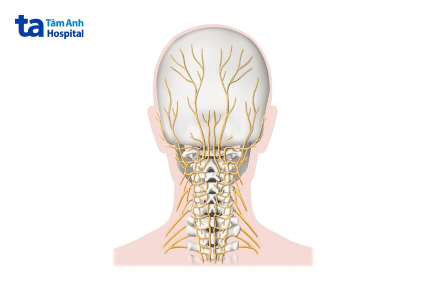 giải phẫu vị trí dây thần kinh chẩm