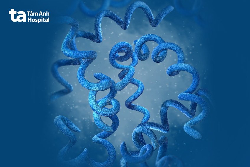 mô phỏng xoắn khuẩn Treponema pallidum