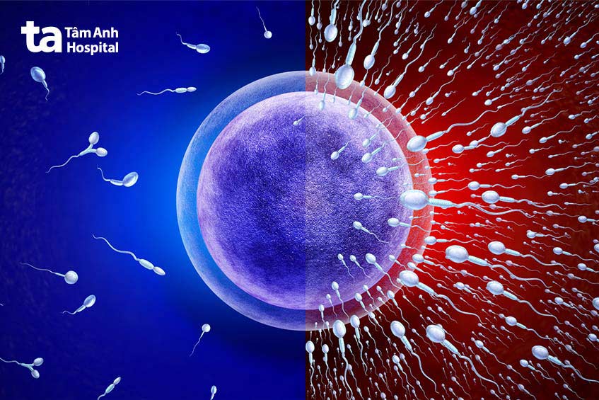 Nhiều nam giới lo lắng bị tinh trùng loãng có dẫn đến vô sinh không