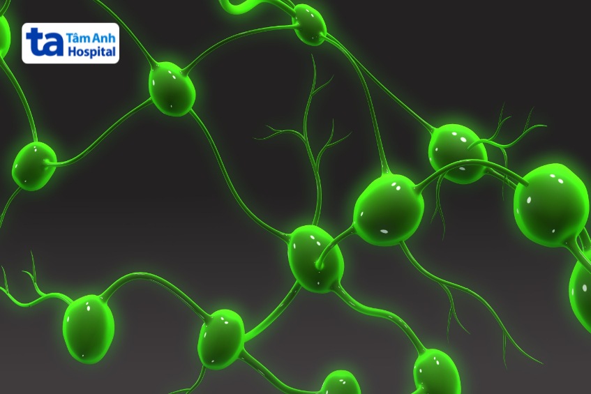 Các hạch được liên kết chặt chẽ với nhau