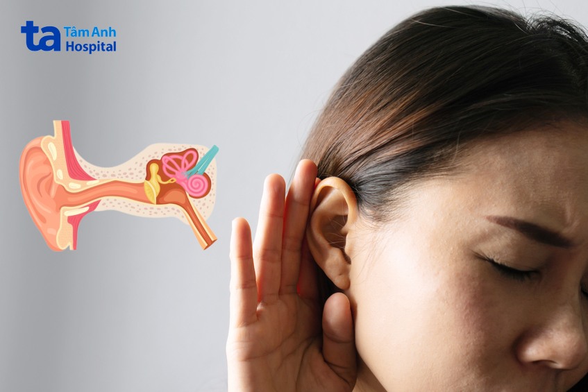 cấu trúc của tai