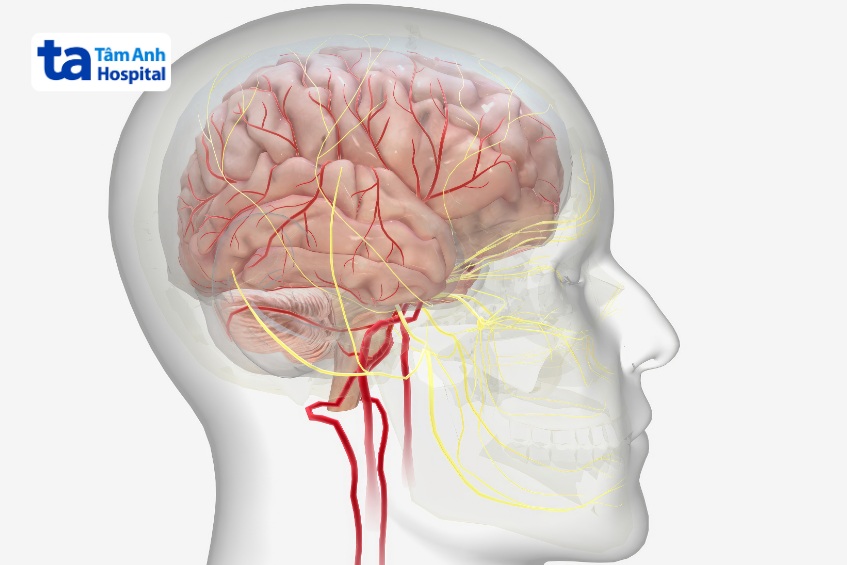 chức năng của thùy chẩm